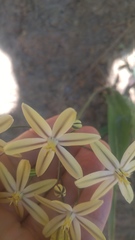 Triteleia ixioides scabra