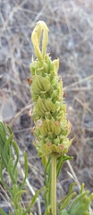 Lavandula viridis