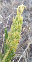 Lavandula viridis
