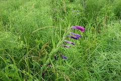 Gladiolus tenuis