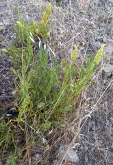 Lavandula viridis