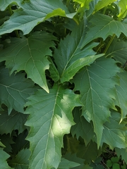 Silphium perfoliatum