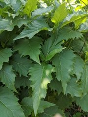 Silphium perfoliatum