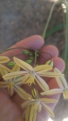 Triteleia ixioides scabra