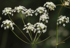 Perideridia californica