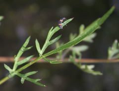 Perideridia californica