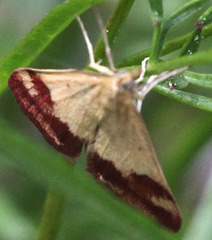 Pyrausta semirubralis