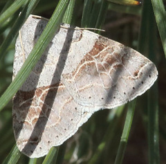 Drasteria scrupulosa