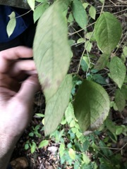Callicarpa pedunculata