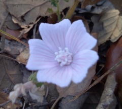 Malva hispanica