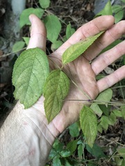 Callicarpa pedunculata