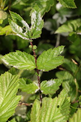 Podosphaera filipendulae