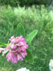 Trifolium pratense