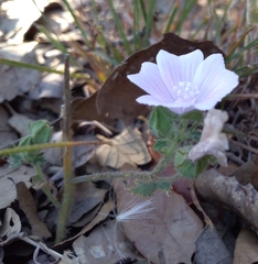 Malva hispanica