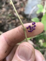 Callicarpa pedunculata