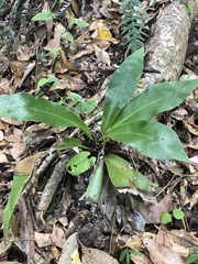 Asplenium australasicum