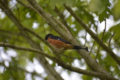 Pipilo erythrophthalmus