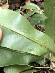 Asplenium australasicum