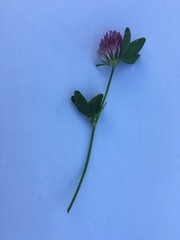 Trifolium pratense