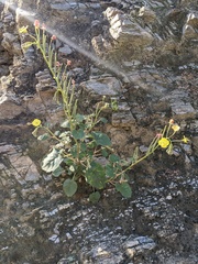 Chylismia cardiophylla