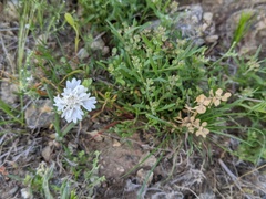 Chaenactis fremontii