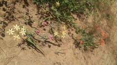 Triteleia ixioides scabra