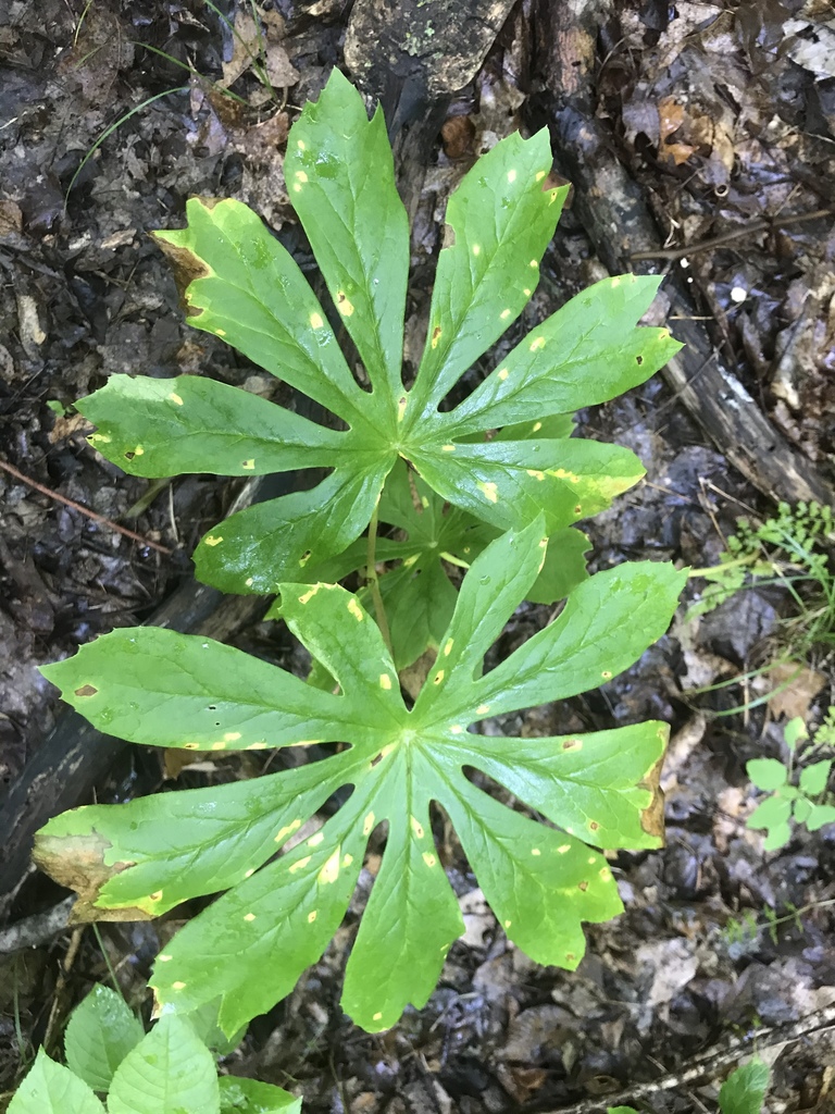Mayapple from columbia mo us on june 20 2020 at 09 00 am by