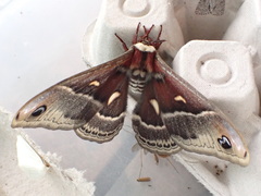 Hyalophora columbia