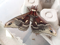 Hyalophora columbia