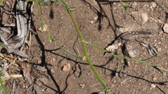 Eriastrum sapphirinum sapphirinum