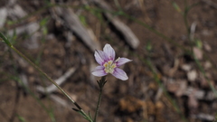 Eriastrum sapphirinum sapphirinum