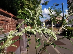 Artemisia vulgaris
