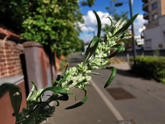 Artemisia vulgaris