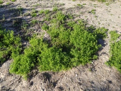 Oncosiphon pilulifer