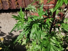 Artemisia vulgaris