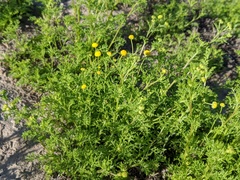 Oncosiphon pilulifer