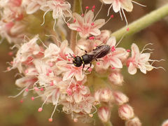 Hylaeus