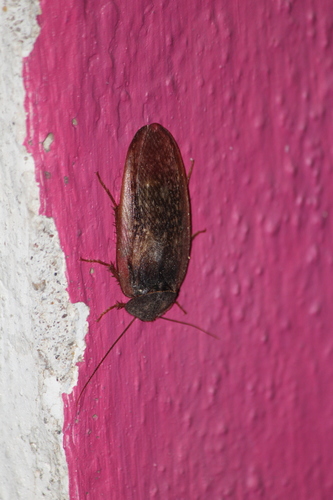 Homoeogamia mexicana