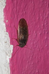 Homoeogamia mexicana