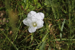 Calystegia spithamaea