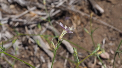 Eriastrum sapphirinum sapphirinum