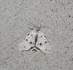 Acronicta vulpina