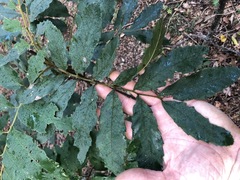 Cupaniopsis tomentella