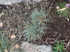 Festuca rubra juncea