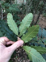Cupaniopsis tomentella