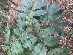 Cupaniopsis tomentella