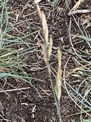 Festuca rubra juncea