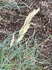 Festuca rubra juncea