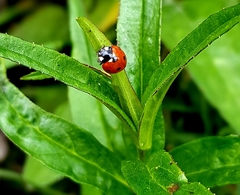 Coccinella septempunctata