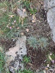 Festuca rubra juncea